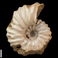 Arcthoplites  gerassimovi