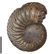 Cardioceras  sp.