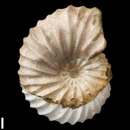 Arcthoplites  sp.