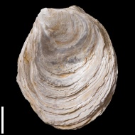 Gryphaea  sp.