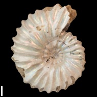 Arcthoplites  gerassimovi