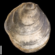 Gryphaea  sp.