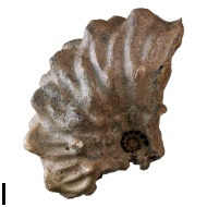 Lautihoplites  sp.