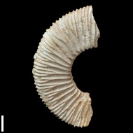 Sarmatisphinctes  fallax