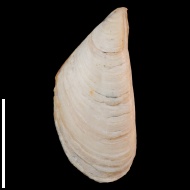 Dreissena  sp.