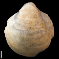 Gryphaea  lucerna