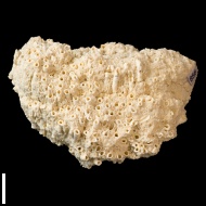 Syringopora  sp.