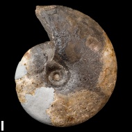 Anadesmoceras  vladimirovi