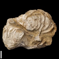 Inoceramus  sp.