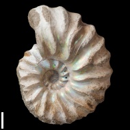 Arcthoplites  gerassimovi