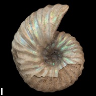 Arcthoplites  bogoslowskyi