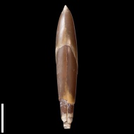 Hibolites  calloviensis