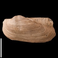 Grammatodon  rouilleri