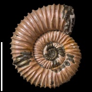 Peltoceras  sp.