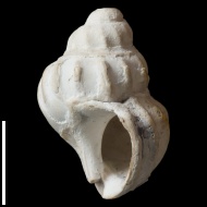 Buccinum  sp.