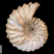 Arcthoplites  gerassimovi